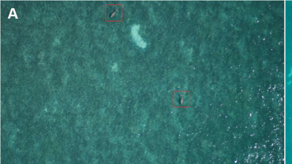Unmanned Aerial Vehicles for Surveying Marine Fauna: A dugong case study
