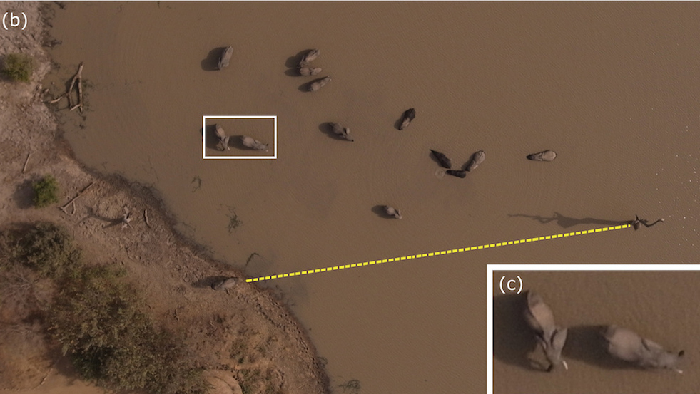 Unmanned Aerial Survey of Elephants (2013)